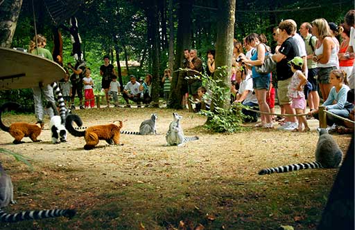 Vallée des singes (primate wildlife park)